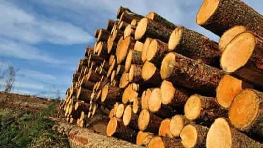 صنعت چوب و روش های فرآوری چوب