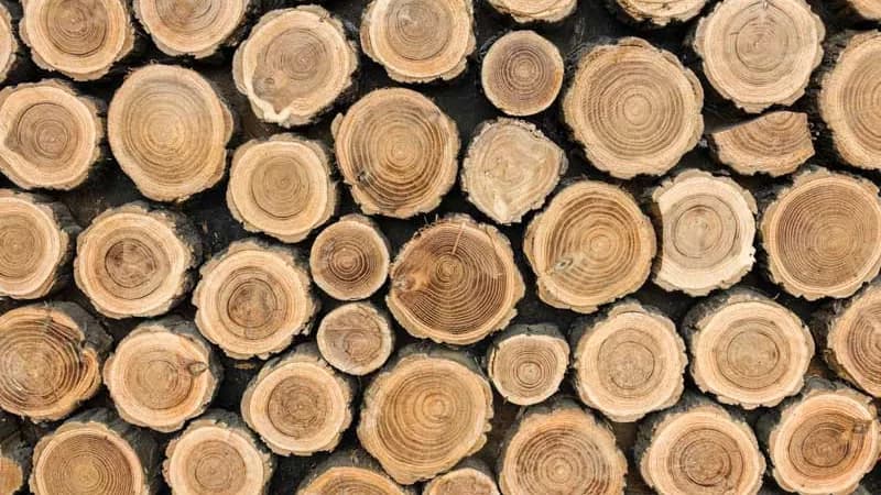 چوب و تاریخچه پیدایش صنایع چوب را بشناسید